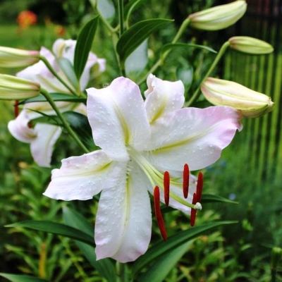 Лилия Экспрешн 2 шт. Лилия Экспрешн 2 шт. фото