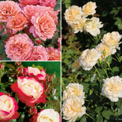 Комплект Чайно-гибридных Роз Комплект Чайно-гибридных Роз - Dolina-Sad.Ru