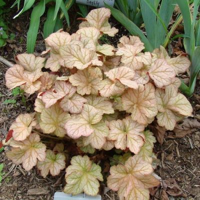 Гейхера Пино Гри - Dolina-Sad.Ru