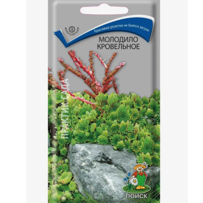 Молодило Кровельное фото