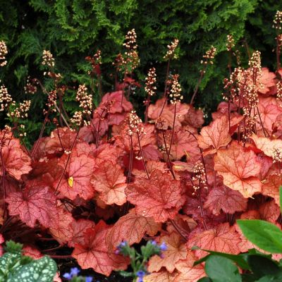 Гейхера Джорджия Пич Гейхера Джорджия Пич - Dolina-Sad.Ru