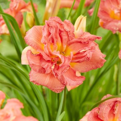 Лилейник Дабл Пинк Зефир - Dolina-Sad.Ru