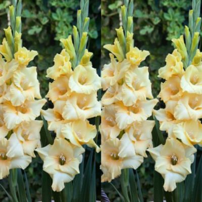 Гладиолус Бамбино Сан Гладиолус Бамбино Сан - Dolina-Sad.Ru