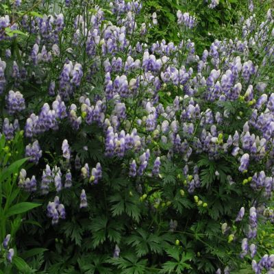 Аконит Каммарум Биколор Аконит Каммарум Биколор - Dolina-Sad.Ru