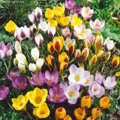 Крокус Ботанический Микс Крокус Ботанический Микс фото