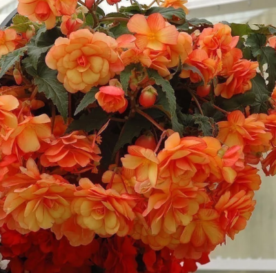 Бегония ампельная Кармен F1 Бегония ампельная Кармен F1 фото