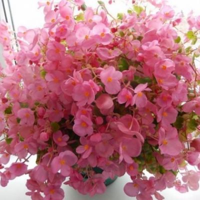 Бегония Глуар де Лоррен Бегония Глуар де Лоррен - Dolina-Sad.Ru