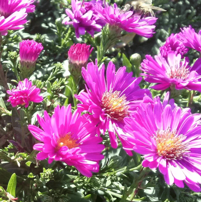 Астра кустарниковая Рональд Астра кустарниковая Рональд фото