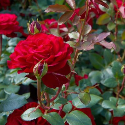 Роза Штертебекер - Dolina-Sad.Ru