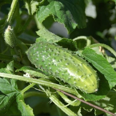 Огурец Первачок F1 (А) Огурец Первачок F1 (А) фото