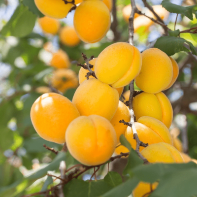 Абрикос Саянский Абрикос Саянский фото
