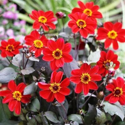 Георгина Хэппи сингл ромэо Георгина Хэппи сингл ромэо фото