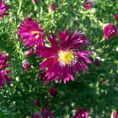 Астра новобельгийская Винсон Чирчил - Dolina-Sad.Ru