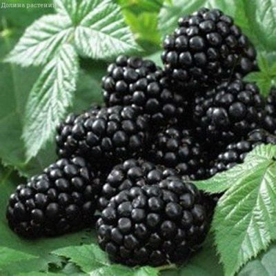 Ежевика Блэк Сатин Ежевика Блэк Сатин фото