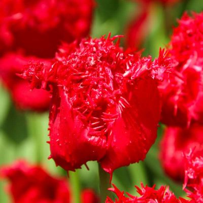 Тюльпан Барбадос Тюльпан Барбадос фото