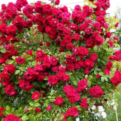 Роза Калонетта Роза Калонетта - Dolina-Sad.Ru