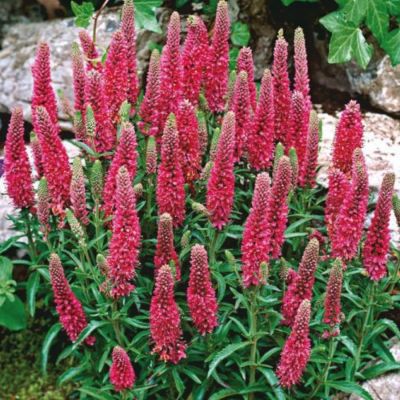 Вероника Бэби Ред Вероника Бэби Ред - Dolina-Sad.Ru