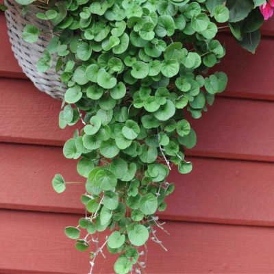 Дихондра ампельная Дихондра ампельная фото