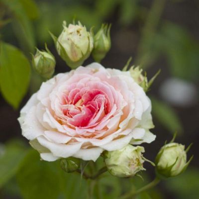 Роза Цезар Роза Цезар - Dolina-Sad.Ru