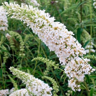 Буддлея Давида Фри Петит Сноу Уайт Буддлея Давида Фри Петит Сноу Уайт - Dolina-Sad.Ru