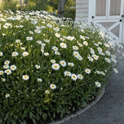 Нивяник Бэки Нивяник Бэки - Dolina-Sad.Ru