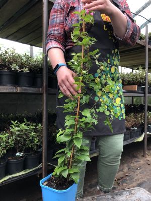 Клематис Дачес Эйденбург, С2 Клематис Дачес Эйденбург, С2 фото