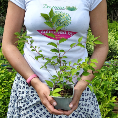 Вишня японская Микинори Вишня японская Микинори - Dolina-Sad.Ru