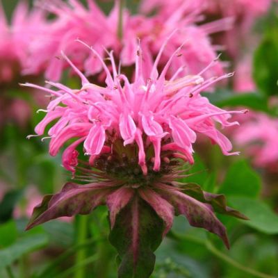 Монарда Крофтвей Пинк - Dolina-Sad.Ru