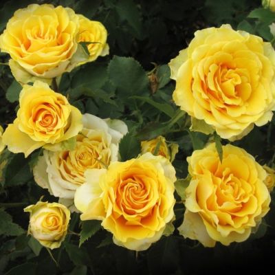 Роза Иллиос Роза Иллиос - Dolina-Sad.Ru