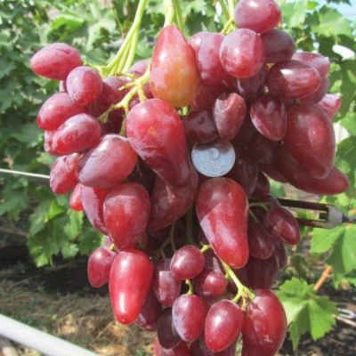Виноград Дубовский розовый Виноград Дубовский розовый - Dolina-Sad.Ru