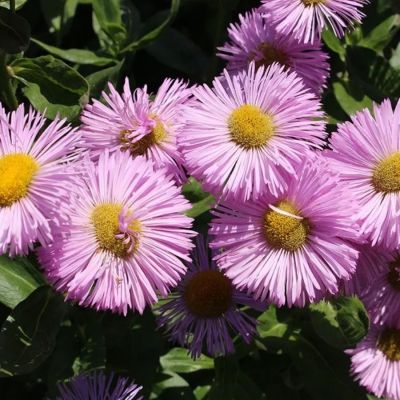 Мелколепестник (эригерон) Роза Джуэл Мелколепестник (эригерон) Роза Джуэл - Dolina-Sad.Ru