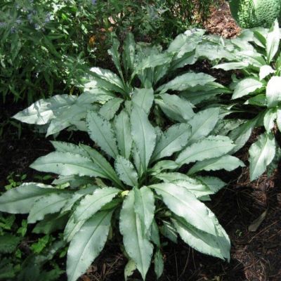 Медуница Маджести Медуница Маджести - Dolina-Sad.Ru