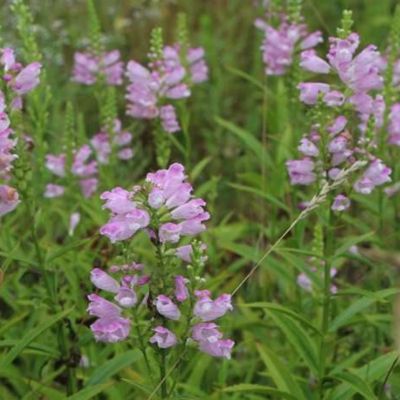 Физостегия виргинская Розеа - Dolina-Sad.Ru