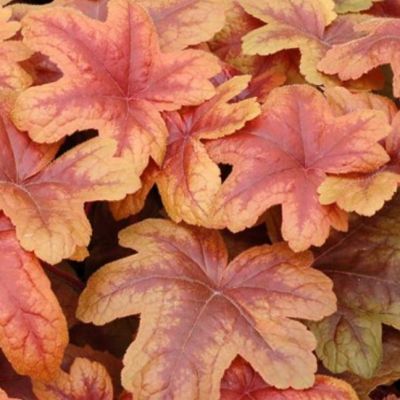 Гейхера Брасс Лантерн Гейхера Брасс Лантерн - Dolina-Sad.Ru