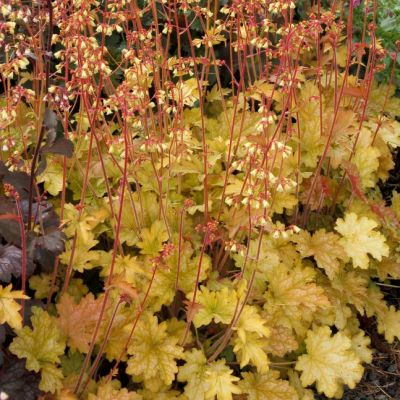 Гейхера Фрилли Гейхера Фрилли - Dolina-Sad.Ru