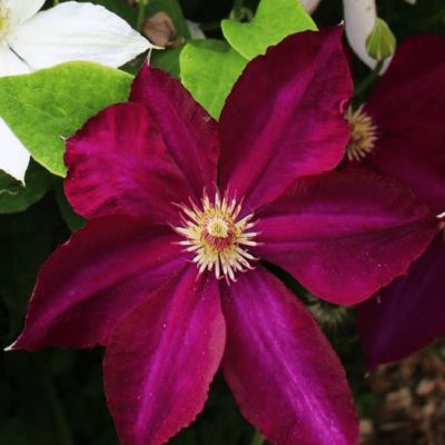 Клематис Мазовше Волкано Клематис Мазовше Волкано - Dolina-Sad.Ru