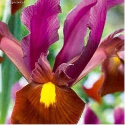 Ирис Ред Эмбер Ирис Ред Эмбер фото