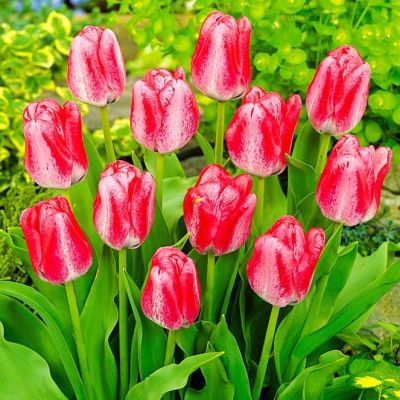 Тюльпан Денис Тюльпан Денис фото