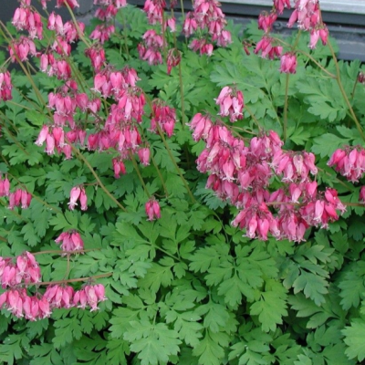 Дицентра Красивая Лакшариэнт Дицентра Красивая Лакшариэнт фото