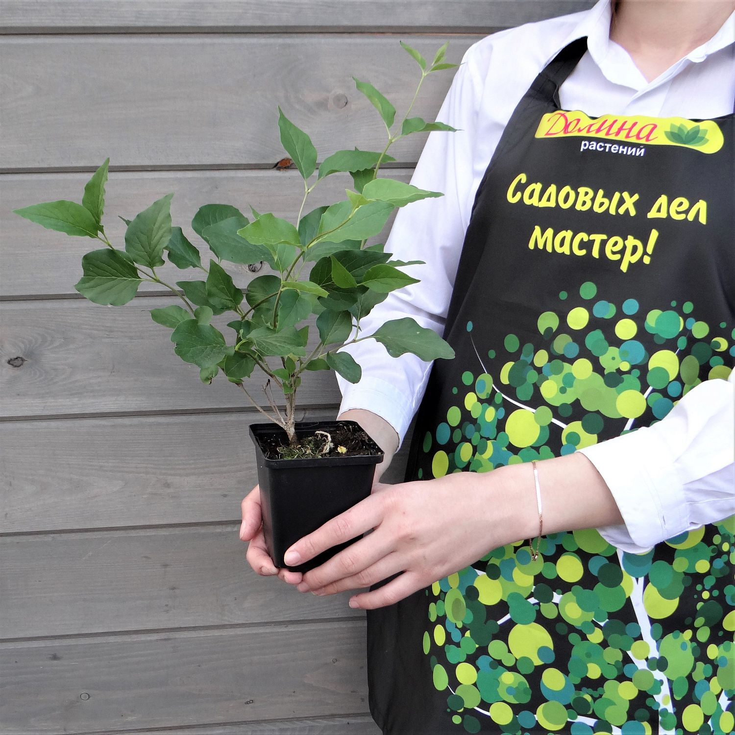 Сирень раскидистая Мисс Ким Сирень раскидистая Мисс Ким фото