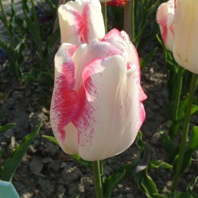 Тюльпан Тукан Тюльпан Тукан фото