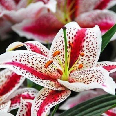 Лилия Диззи Лилия Диззи фото