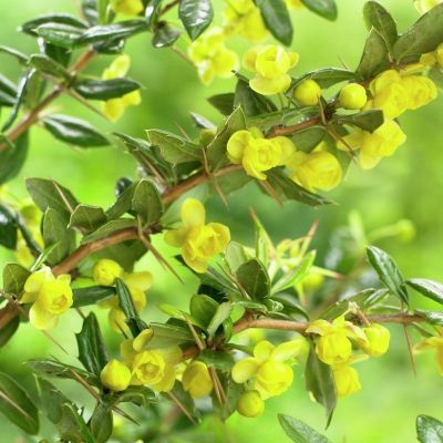 Барбарис фрикарта Телстар Барбарис фрикарта Телстар - Dolina-Sad.Ru