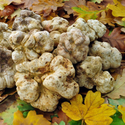 Трюфель белый или итальянский (на компосте) Трюфель белый или итальянский (на компосте) фото