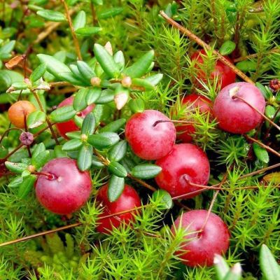 Клюква крупноплодная МакФарлин Клюква крупноплодная МакФарлин - Dolina-Sad.Ru