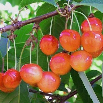 Черешня Наслаждение Черешня Наслаждение фото