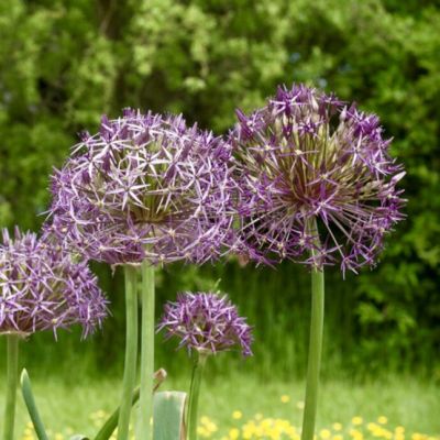 Аллиум Кристофа Аллиум Кристофа - Dolina-Sad.Ru