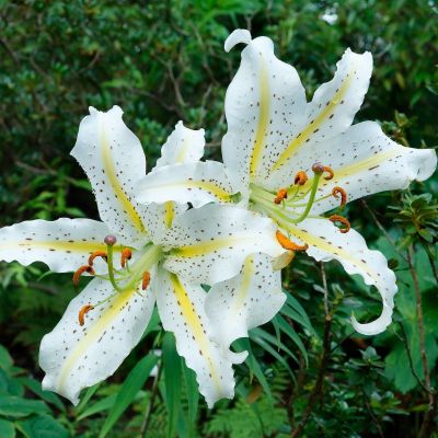 Лилия Ауратум 2 шт Лилия Ауратум 2 шт фото