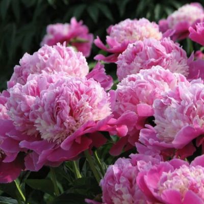 Пион Кора Стабс Пион Кора Стабс - Dolina-Sad.Ru