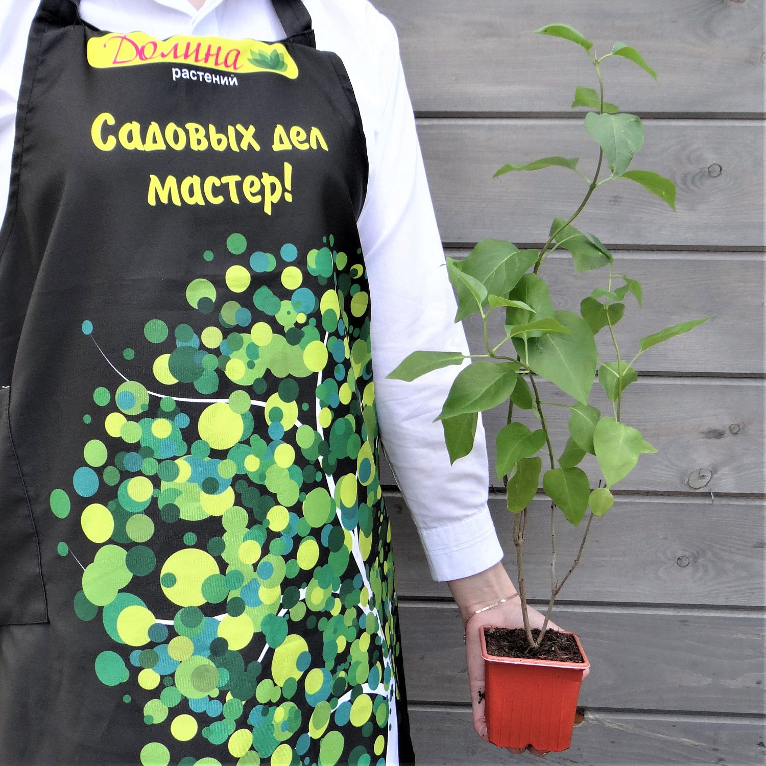 Сирень обыкновенная Аметист Сирень обыкновенная Аметист фото